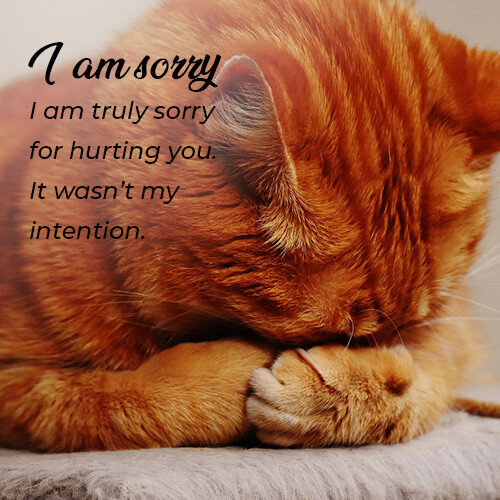 sorry-message-with-cat